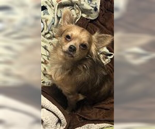 Medium Photo #6 Boston Huahua Puppy For Sale in Texarkana, TX, USA