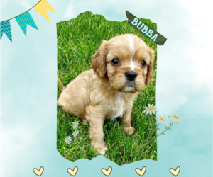 Cavalier King Charles Spaniel Puppy for Sale in BELVIDERE, Illinois USA