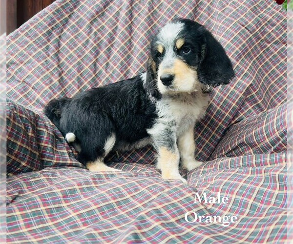 Medium Photo #1 Bernedoodle-Bluetick Coonhound Mix Puppy For Sale in RINGTOWN, PA, USA
