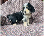 Puppy 5 Bernedoodle-Bluetick Coonhound Mix