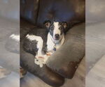 Small #2 Catahoula Leopard Dog-Pointer Mix