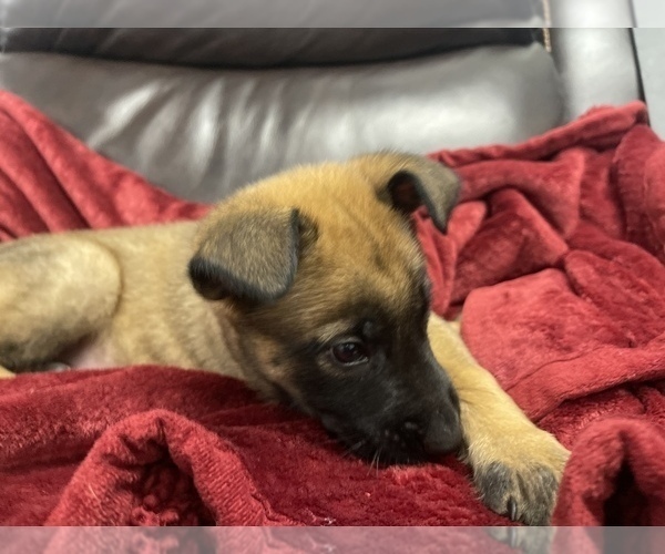 Medium Photo #23 Belgian Malinois Puppy For Sale in REESEVILLE, WI, USA