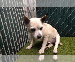 Chihuahua Dogs for adoption in Downey, CA, USA