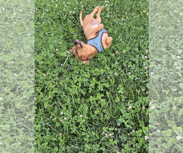 Medium Photo #5 Dachshund Puppy For Sale in Forest, VA, USA