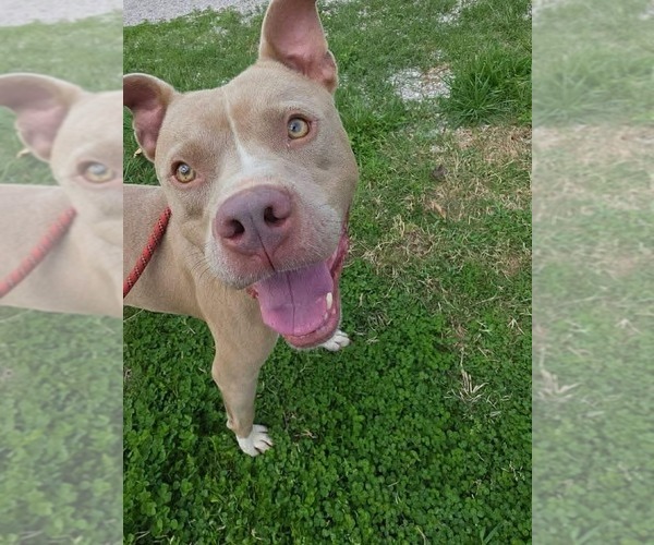 Medium Photo #5 Mutt Puppy For Sale in Evansville, IN, USA