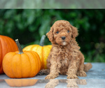 Puppy Howie Poodle (Miniature)