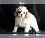 Small Photo #81 Cavapoo Puppy For Sale in WARSAW, IN, USA