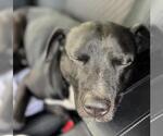 Small #3 Labrador Retriever Mix