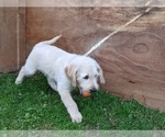 Small Photo #2 Miniature Labradoodle Puppy For Sale in STEVENS, PA, USA