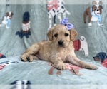 Small #7 Goldendoodle