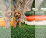 Small #2 Poodle (Miniature)