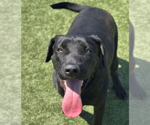 Mutt Dogs for adoption in Godfrey, IL, USA