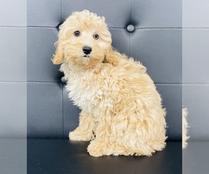 Cockapoo Puppy for sale in CINCINNATI, OH, USA
