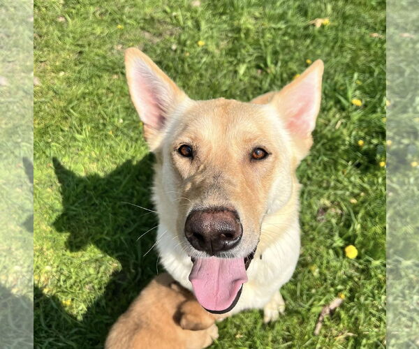 Medium Photo #6 German Shepherd Dog-Unknown Mix Puppy For Sale in St. Louis Park, MN, USA