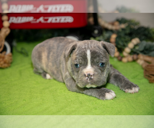 Medium Photo #2 Faux Frenchbo Bulldog Puppy For Sale in FRESNO, OH, USA