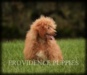 Small Photo #48 Poodle (Miniature) Puppy For Sale in COPPOCK, IA, USA