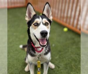 Siberian Husky-Unknown Mix Dogs for adoption in Las Vegas, NV, USA