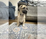 Small #3 Black Mouth Cur Mix