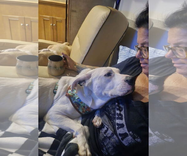 Medium Photo #6 Boxer-Unknown Mix Puppy For Sale in Germantown, OH, USA