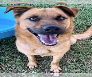 German Shepherd Dog Dogs for adoption in Riverside, CA, USA