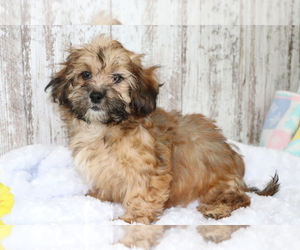 Medium Photo #2 ShihPoo Puppy For Sale in SHILOH, OH, USA