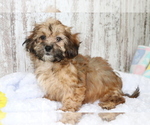 Small Photo #2 ShihPoo Puppy For Sale in SHILOH, OH, USA