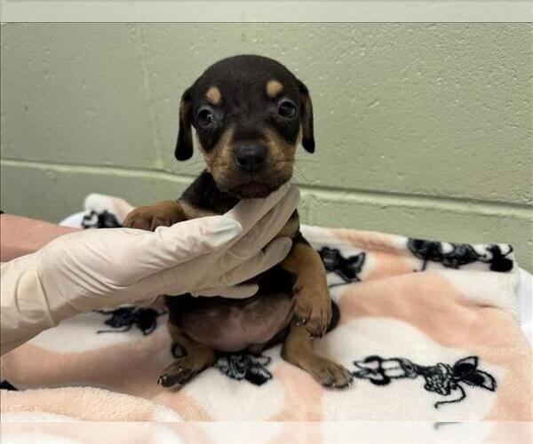 Medium Photo #1 Doberman Pinscher-Unknown Mix Puppy For Sale in Tulsa, OK, USA