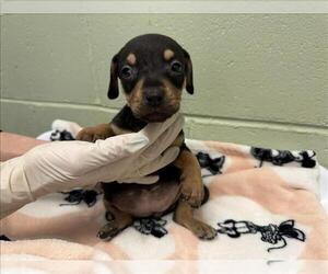 Doberman Pinscher-Unknown Mix Dogs for adoption in Tulsa, OK, USA