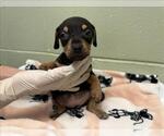 Small Doberman Pinscher Mix