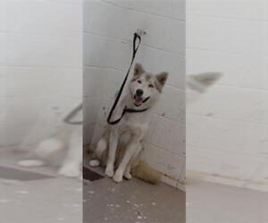 Siberian Husky Dogs for adoption in San Bernardino, CA, USA