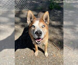 German Shepherd Dog-Siberian Husky Mix Dogs for adoption in Woodland, CA, USA