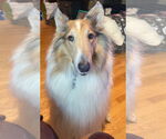 Small #1 Collie