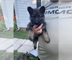 German Shepherd Dog Puppy for sale in BISCOE, NC, USA
