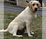 Small Photo #1 Labrador Retriever Puppy For Sale in MILLERSTOWN, PA, USA