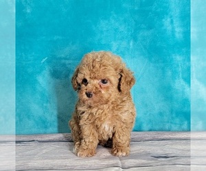 Poodle (Toy) Puppy for sale in SHAWNEE, OK, USA