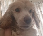 Small #5 Poodle (Standard)