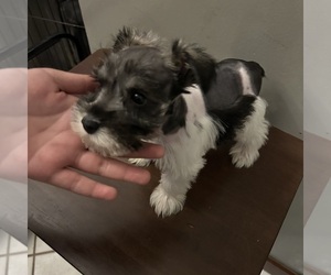 Schnauzer (Miniature) Puppy for sale in BRIDGETON, NJ, USA