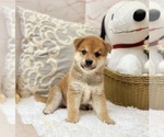 Small #3 Shiba Inu