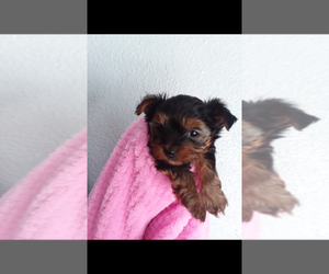 Yorkshire Terrier Puppy for sale in LEBANON, OR, USA