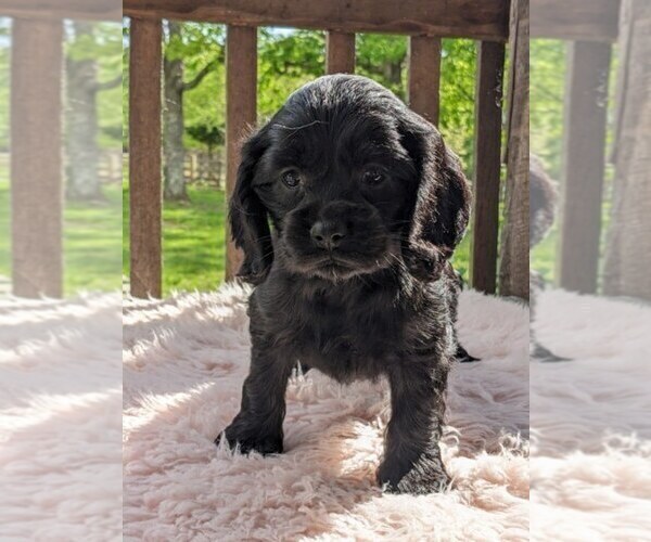 Medium Photo #5 Cock-A-Poo Puppy For Sale in SALEM, MO, USA