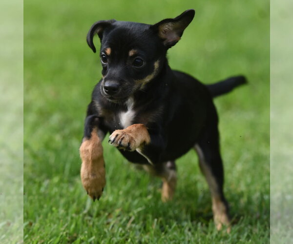 Medium Photo #2 Chihuahua-Unknown Mix Puppy For Sale in Mechanicsburg, PA, USA