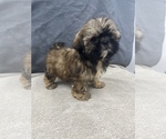 Small Photo #32 Shih Tzu Puppy For Sale in SAINT AUGUSTINE, FL, USA