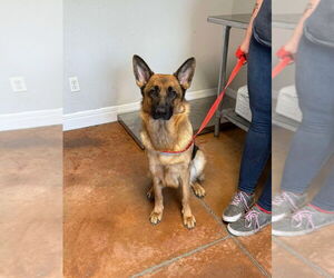 Medium German Shepherd Dog