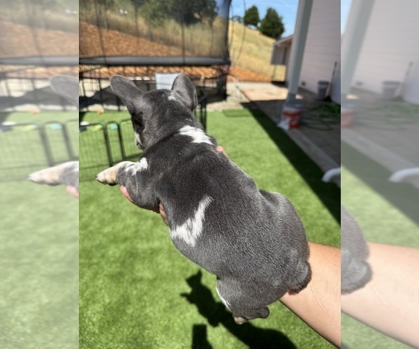Medium Photo #5 French Bulldog Puppy For Sale in PLEASANTON, CA, USA
