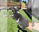 Small #4 French Bulldog
