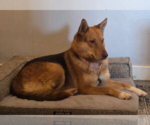 Midge - Female German Shepherd Dog Dog for Adoption - Photo #2