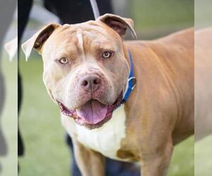 American Pit Bull Terrier Dogs for adoption in Camarillo, CA, USA