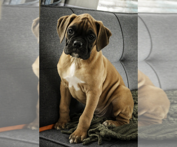 Medium Photo #1 Boxer Puppy For Sale in SHIPSHEWANA, IN, USA