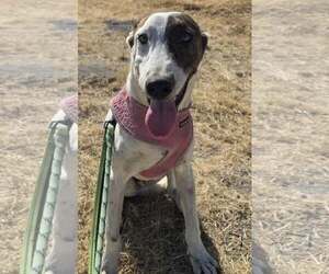 Wishbone - Male Greyhound-Unknown Mix Dog for Adoption - Photo #2