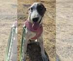 Small Photo #2 Greyhound-Unknown Mix Puppy For Sale in Minneapolis, MN, USA